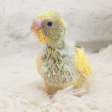目印は、きわっきわの羽根の色合いとー　たぷたぷたぷたぷです～　セキセイインコ　イエローパイド～～