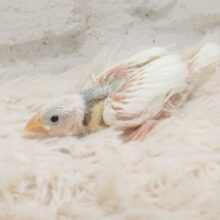 無表情のパンチりょく、じわじわじわじわじわ　効くもんです♫　白文鳥～～