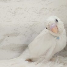 なっかなか稀に見るーーｷﾚｲカラーのコ☆　セキセイインコ　パイド～～