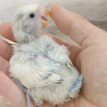 早くわた毛、卒業しないかな♫♫♪　期待値ＭAX☆☆☆　コザクラインコ　オパーリンブルーパイド☆