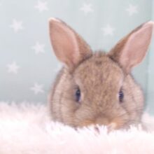 【動画更新🪄】つんつくりんのまん丸フェイス☆　ネザーランドドワーフラビット　チェスナット～～