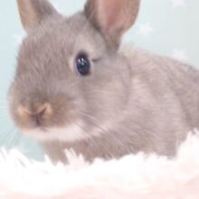 ほほのおニク☆ぷりぷりーぷりけつ♫　テンション上がって駆けまわる～　ネザーランドドワーフラビット　オパール～～