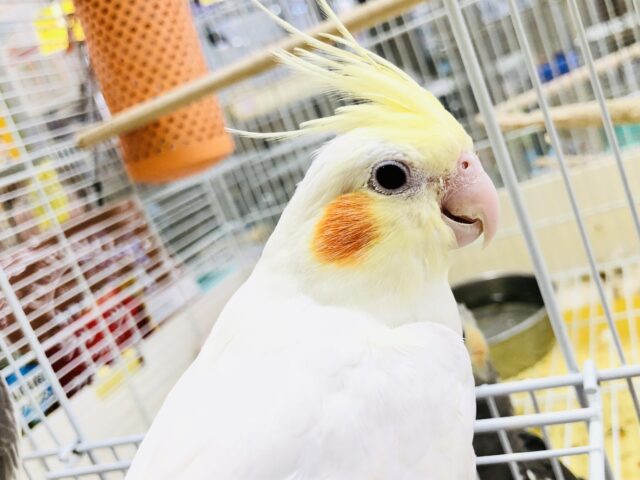 オカメインコ