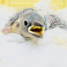 暑い中の珍しい入舎？？　シルバー文鳥