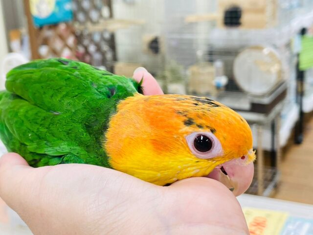 シロハラインコ