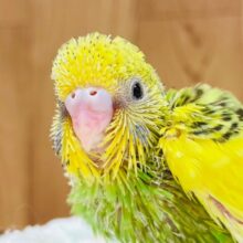 パキッと輝く色合い🌟セキセイインコ（パイド）ヒナ