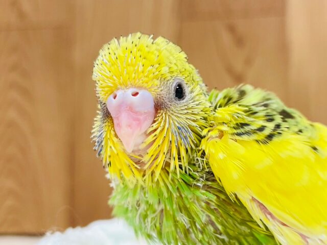 パキッと輝く色合い🌟セキセイインコ（パイド）ヒナ