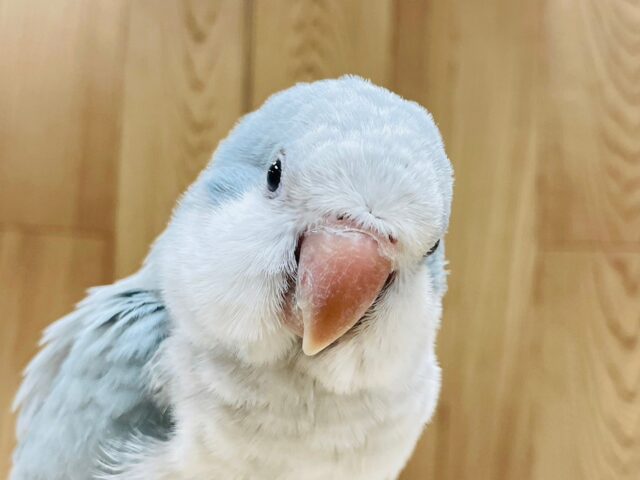 オキナインコ