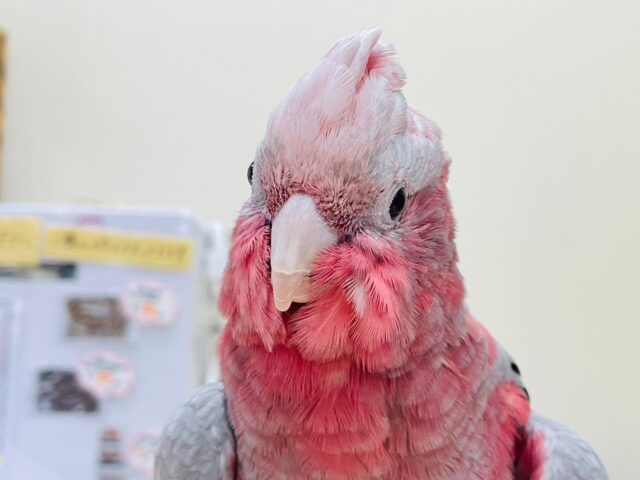 モモイロインコ