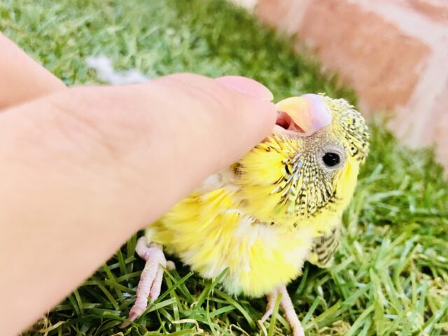 セキセイインコ