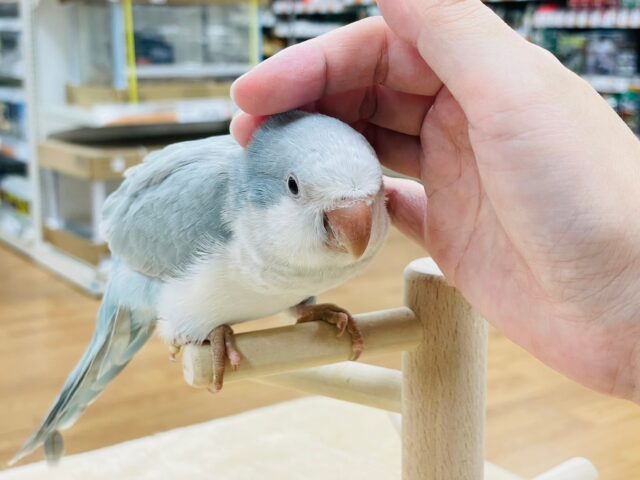 オキナインコ