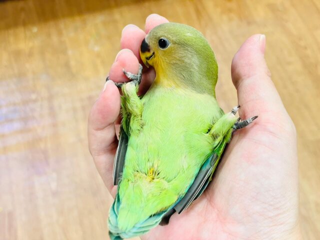 コザクラインコ（小桜インコ）