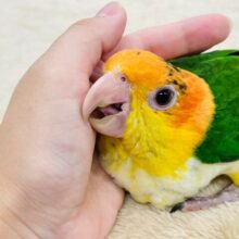 遊ぶの大好きな甘えんぼ💓シロハラインコ（男の子）