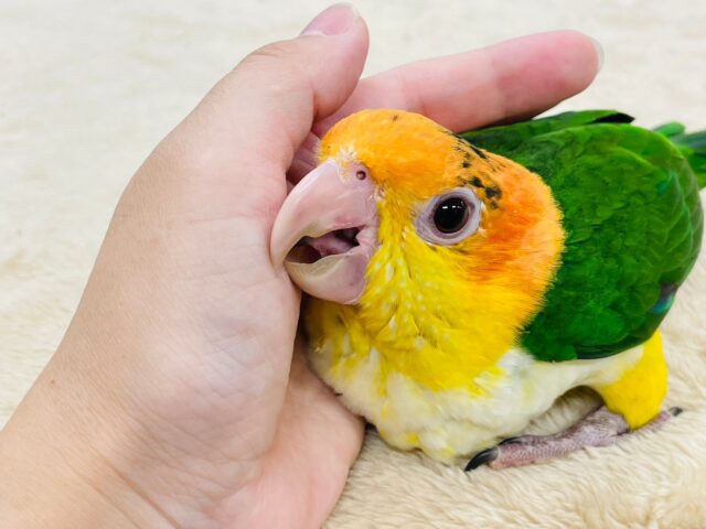 遊ぶの大好きな甘えんぼ💓シロハラインコ（男の子）