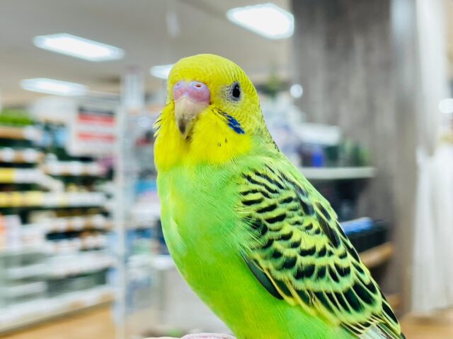 セキセイインコ