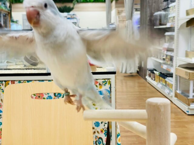 オキナインコ