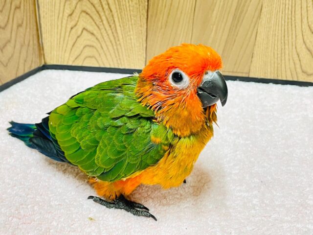 コガネメキシコインコ