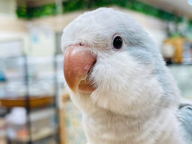 オキナインコ