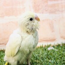 明るい未来（あした）を夢見て・・・　セキセイインコ