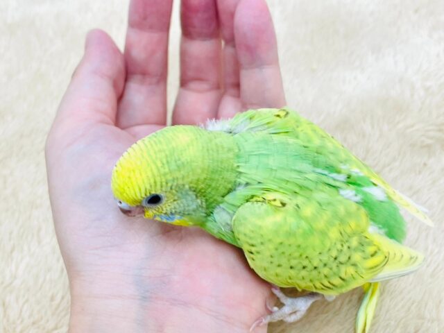 セキセイインコ