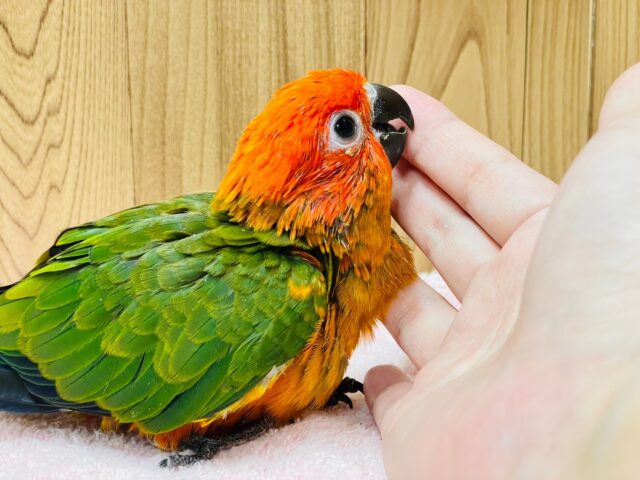 コガネメキシコインコ