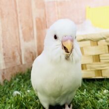ふわふわわたがしちゃん♪　セキセイインコ