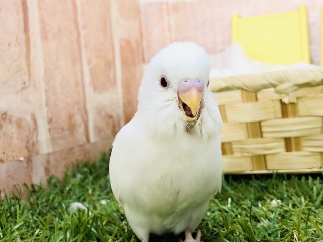 ふわふわわたがしちゃん♪　セキセイインコ