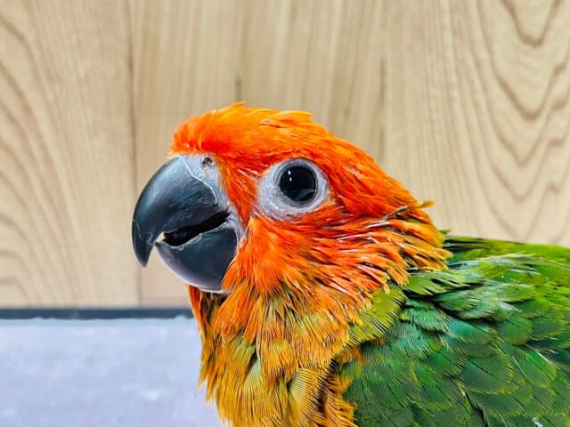 コガネメキシコインコ