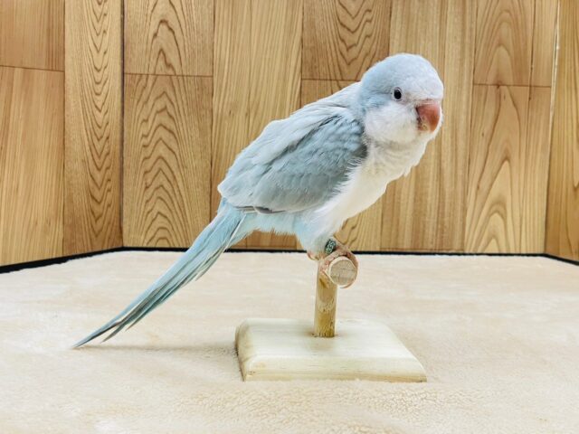 オキナインコ