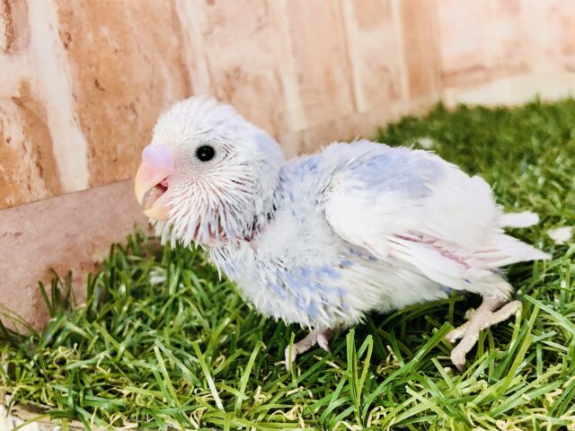 その姿は晴天の如し・・・　セキセイインコ