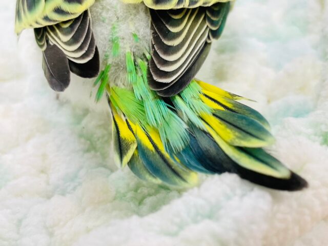 セキセイインコ