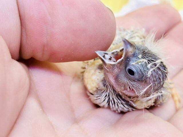 錦花鳥（キンカチョウ）