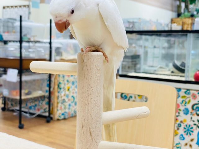 オキナインコ