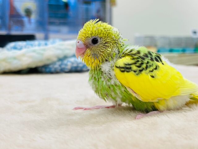 セキセイインコ