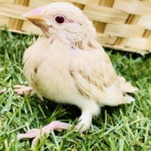 この時期の入舎はかなりレアです！！　シナモン文鳥