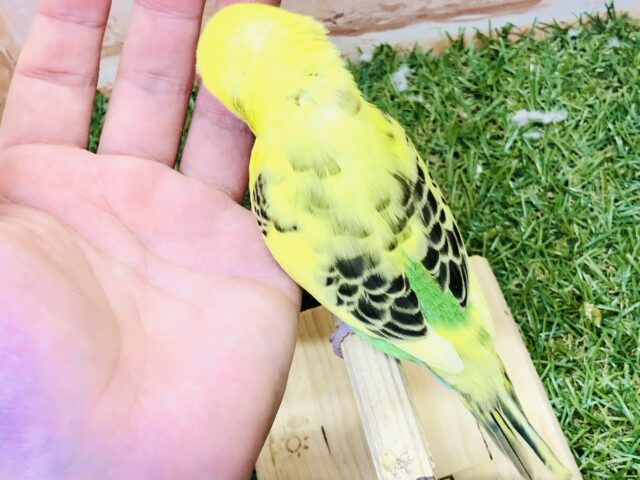 セキセイインコ