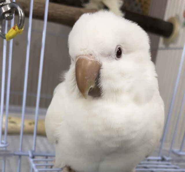 オキナインコ