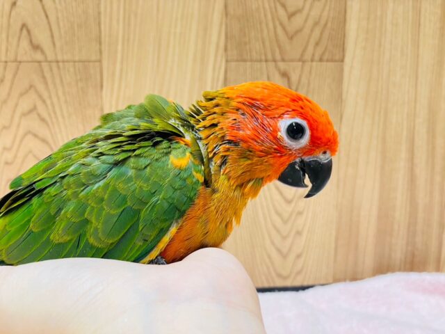 コガネメキシコインコ