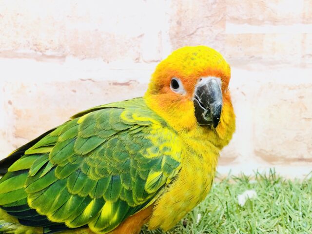 【最新画像更新☆☆】ども！新顔メッキーです(^^♪　コガネメキシコインコ