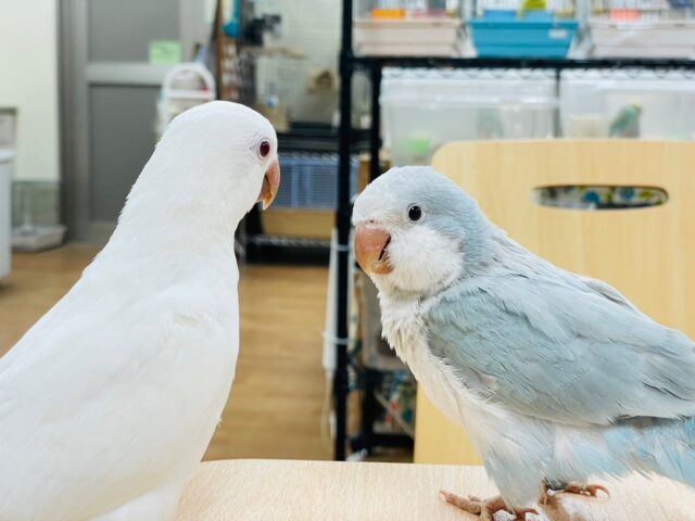 オキナインコ