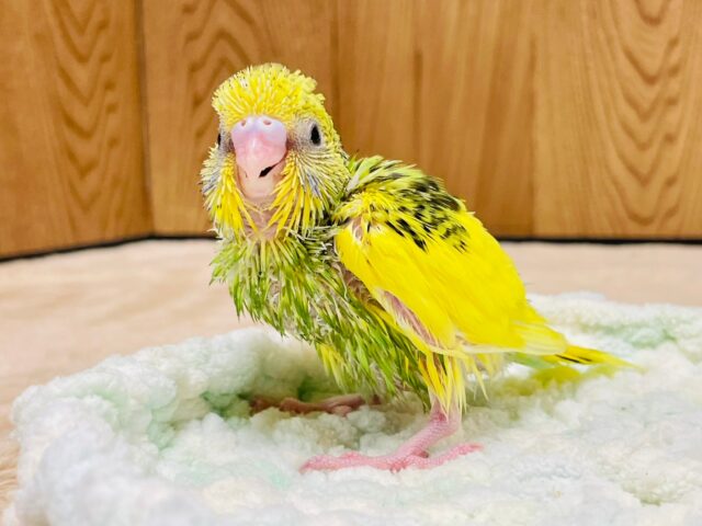 セキセイインコ