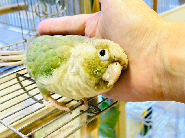 ホオミドリウロコインコ