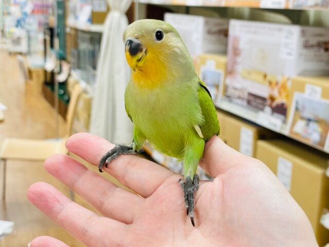 コザクラインコ（小桜インコ）