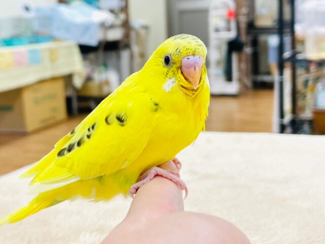 セキセイインコ