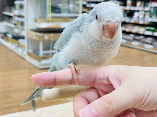 オキナインコ