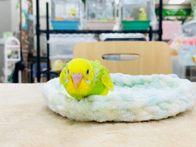 セキセイインコ