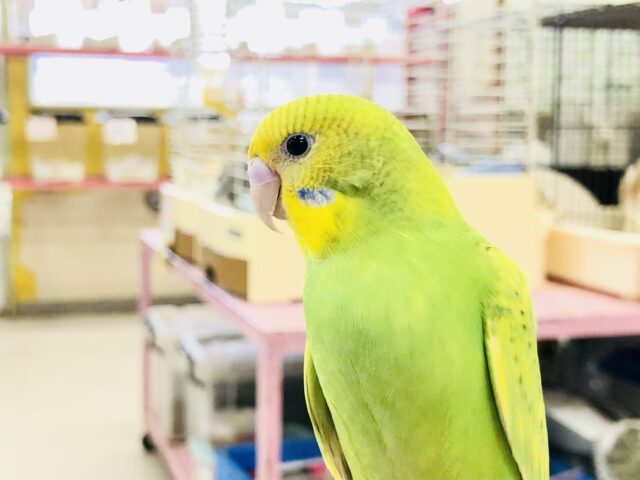 【最新画像更新☆☆】美味しそうなメロンカラー？？　セキセイインコ