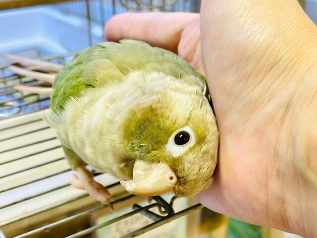 【最新画像・動画更新🪄】かまってアピールが止まらない♡♡ウロコインコ(ブルーシナモン)