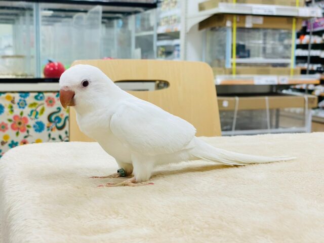 オキナインコ