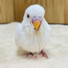 優しいお顔の天使🪽セキセイインコ（アルビノ）ヒナ